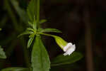 Florida hedgehyssop